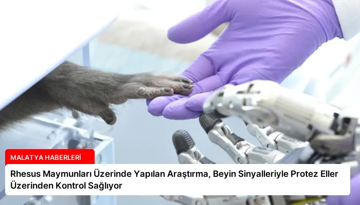 Rhesus Maymunları Üzerinde Yapılan Araştırma, Beyin Sinyalleriyle Protez Eller Üzerinden Kontrol Sağlıyor