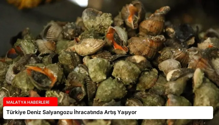 Türkiye Deniz Salyangozu İhracatında Artış Yaşıyor