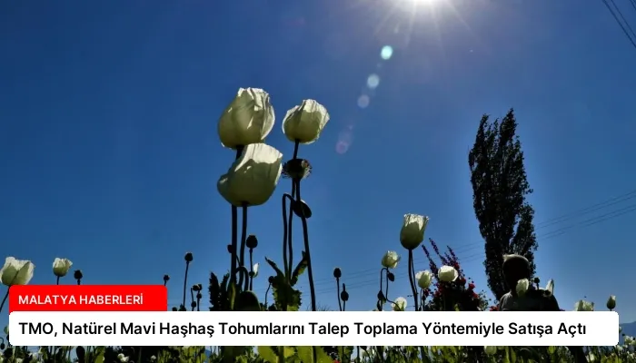 TMO, Natürel Mavi Haşhaş Tohumlarını Talep Toplama Yöntemiyle Satışa Açtı