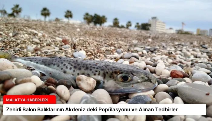Zehirli Balon Balıklarının Akdeniz’deki Popülasyonu ve Alınan Tedbirler