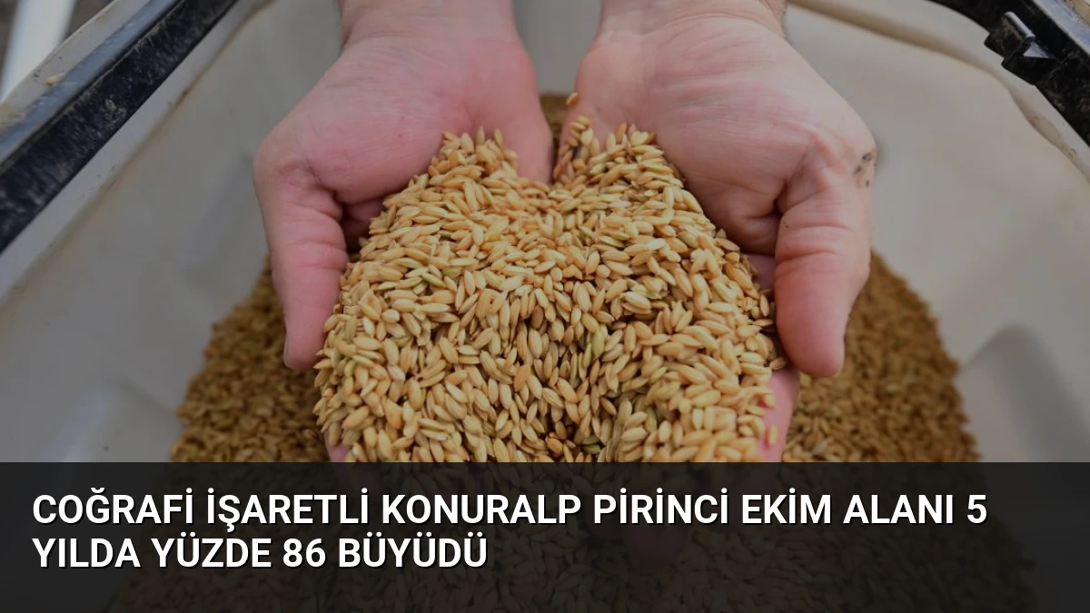 Coğrafi İşaretli Konuralp Pirinci Ekim Alanı 5 Yılda Yüzde 86 Büyüdü