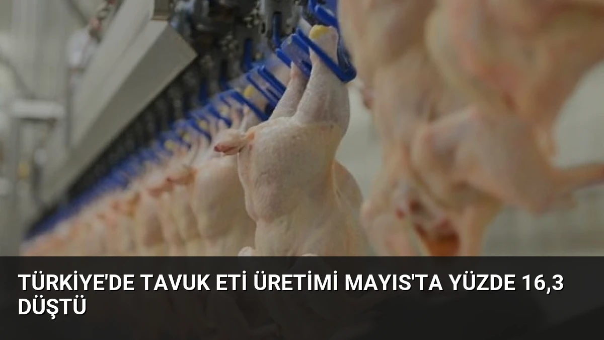 Türkiye’de Tavuk Eti Üretimi Mayıs’ta Yüzde 16,3 Düştü
